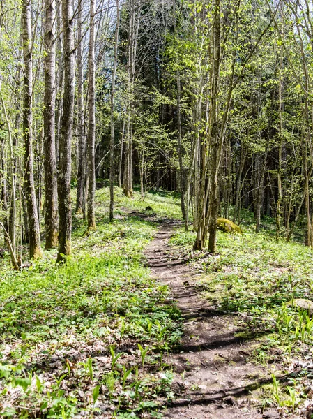 Strada di campagna vuota nella foresta — Foto Stock