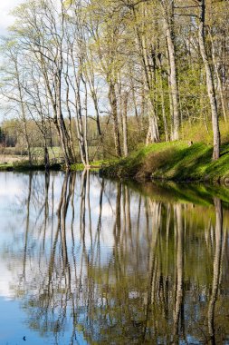 ağaçlar ve su bulutlarda doğal yansımaları