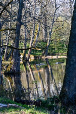 ağaçlar ve su bulutlarda doğal yansımaları
