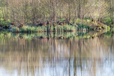 ağaçlar ve su bulutlarda doğal yansımaları