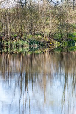 ağaçlar ve su bulutlarda doğal yansımaları