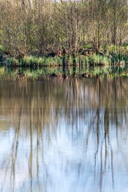 ağaçlar ve su bulutlarda doğal yansımaları