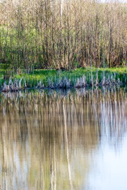ağaçlar ve su bulutlarda doğal yansımaları