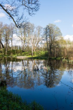ağaçlar ve su bulutlarda doğal yansımaları