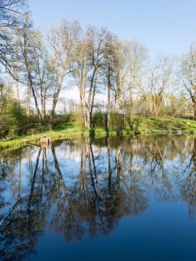 ağaçlar ve su bulutlarda doğal yansımaları