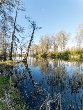 ağaçlar ve su bulutlarda doğal yansımaları