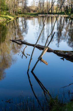 ağaçlar ve su bulutlarda doğal yansımaları