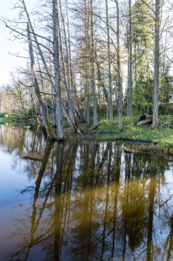 ağaçlar ve su bulutlarda doğal yansımaları