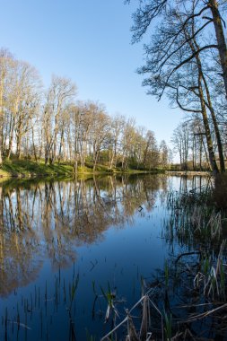 ağaçlar ve su bulutlarda doğal yansımaları