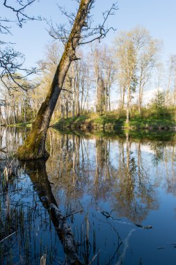 ağaçlar ve su bulutlarda doğal yansımaları