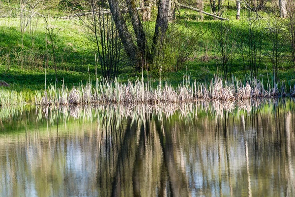 Мальовничі відображення дерев і хмар у воді — стокове фото