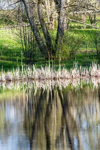 Reflexões cênicas de árvores e nuvens na água — Fotografia de Stock