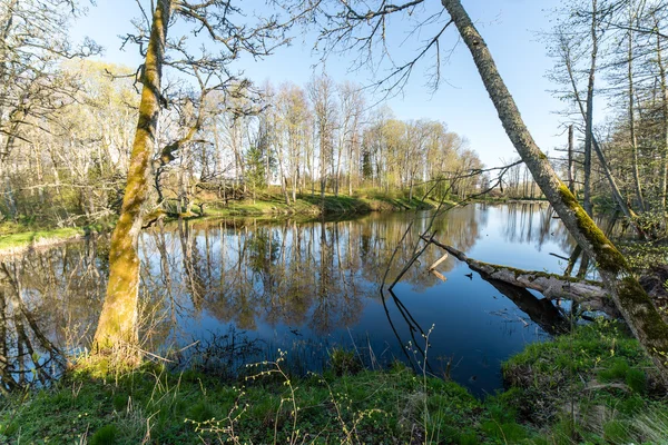 Malerische Reflexionen von Bäumen und Wolken im Wasser — Stockfoto