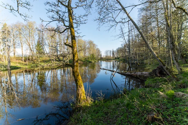 Schilderachtige reflecties van bomen en wolken in water — Stockfoto