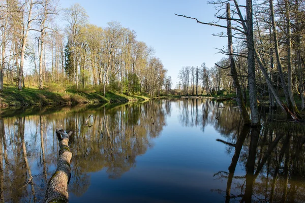 Malebné odrazy stromů a mraky ve vodě — Stock fotografie