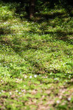 yeşil yeşillik arka plan