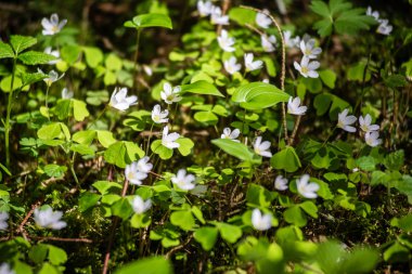 bahar çiçekleri yeşil