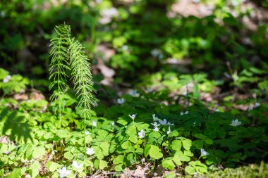 yeşil yeşillik arka plan
