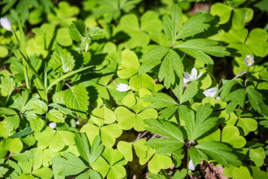 yeşil yeşillik arka plan