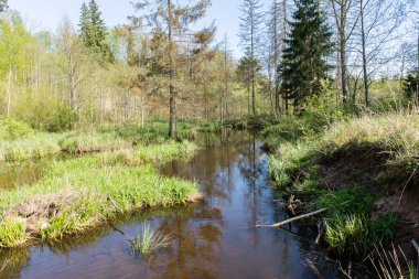 ormanda bahar güneşli turist iz