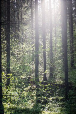 Bahar ayrıntılarda orman