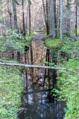 ormanda bahar güneşli turist iz