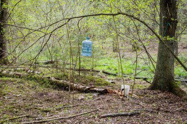 ormanda bahar güneşli turist iz