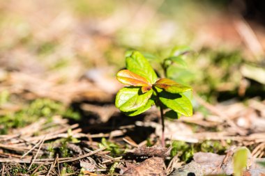 Bahar ayrıntılarda orman