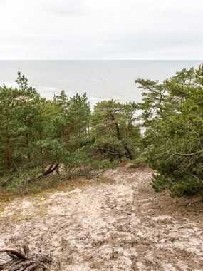ormanda bahar güneşli turist iz