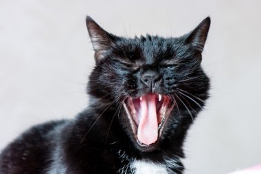 yerli kedi yakın çekim vurdu