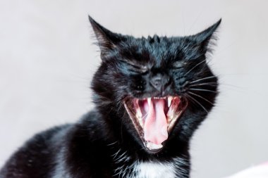 yerli kedi yakın çekim vurdu