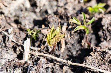 kumtaşı kayalıklarla su kaynağı ile