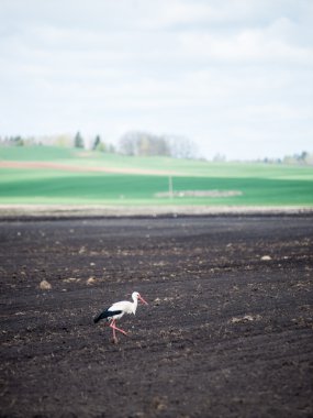 Çayırda vahşi leylek