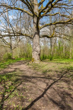 Bahar ayrıntılarda orman