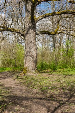 Bahar ayrıntılarda orman