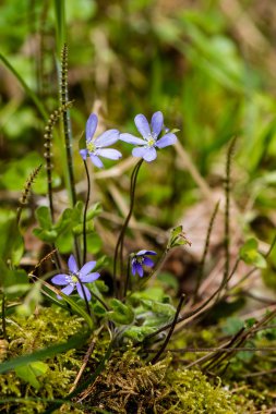 bahar çiçekleri yeşil