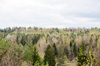 panoramik sisli yağmur ormanı