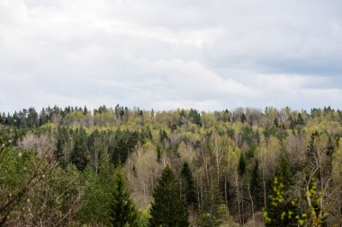 panoramik sisli yağmur ormanı