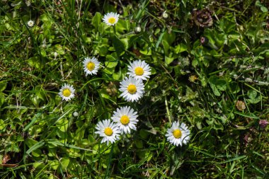 bahar çiçekleri yeşil
