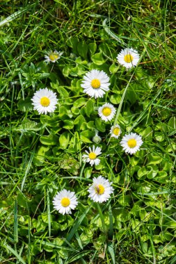 bahar çiçekleri yeşil