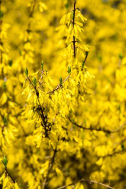 Sarı bahar çiçekleri yeşil