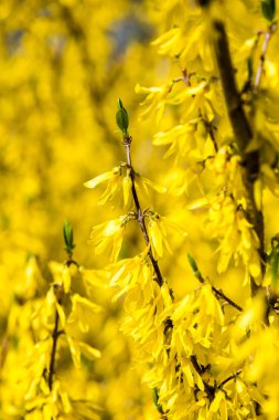 Sarı bahar çiçekleri yeşil