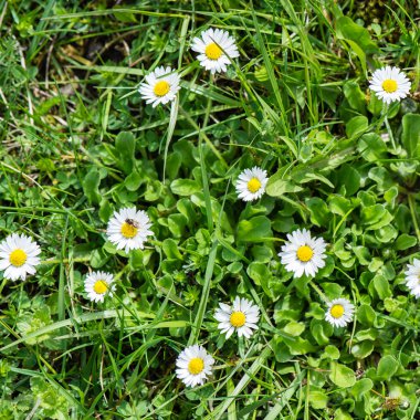 bahar çiçekleri yeşil