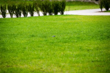 yeşil yeşillik arka plan