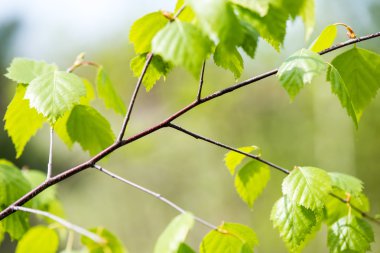 çam ağacı çiçeği bahar
