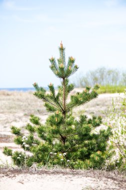 Bahar ayrıntılarda orman