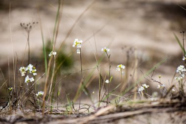 bahar çiçekleri yeşil