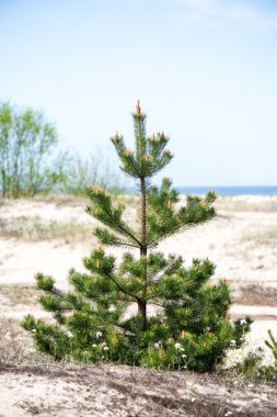 Bahar ayrıntılarda orman