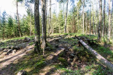 ormanda bahar güneşli turist iz