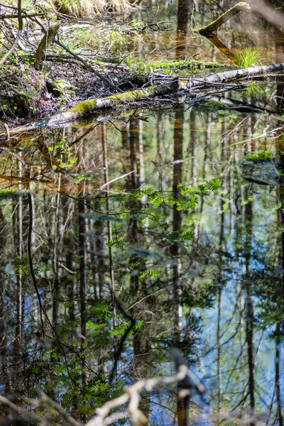 Szczegółów lasu na wiosnę — Zdjęcie stockowe